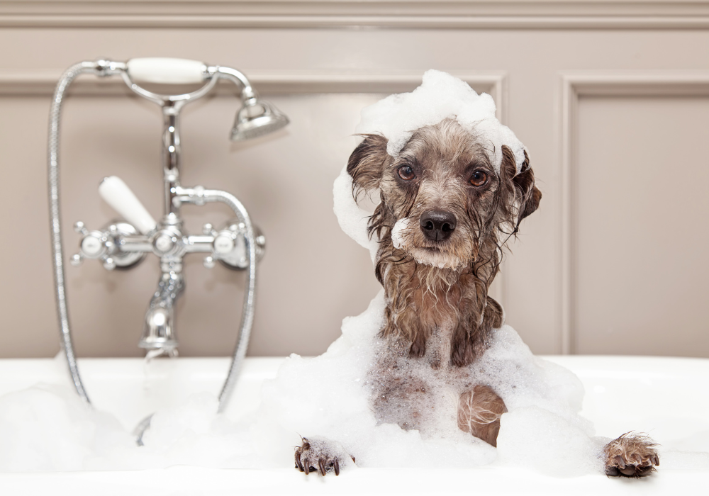 It's Bath Time!  The Downside to Infrequent Bathing & What to Do