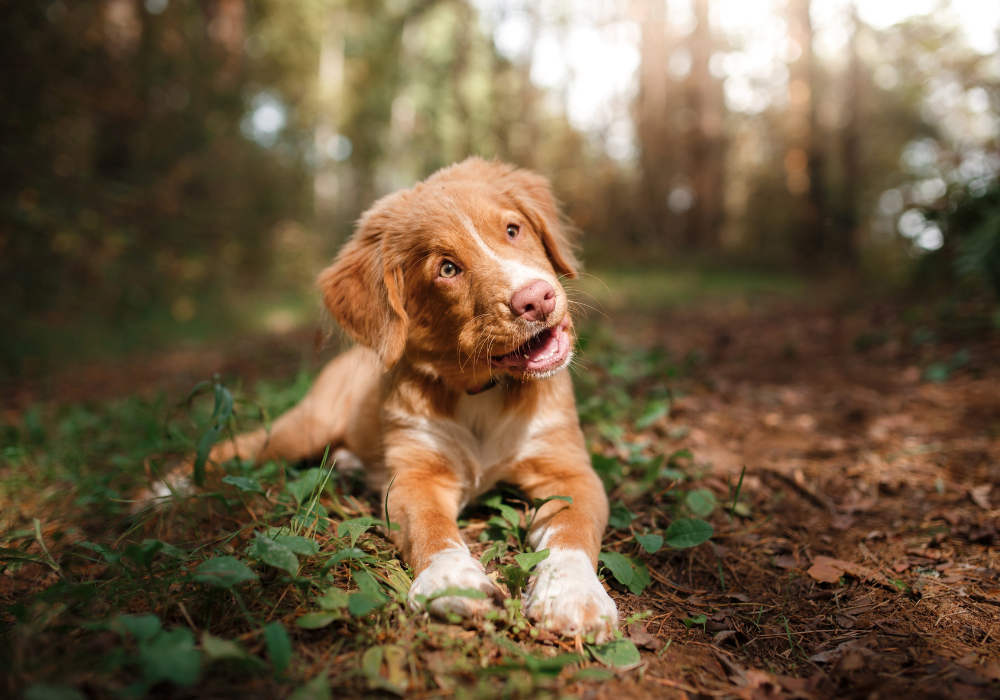 SO YOU WANT TO GET A PUPPY? A FIRST TIME DOG OWNER'S GUIDE TO PUPPY PLANNING