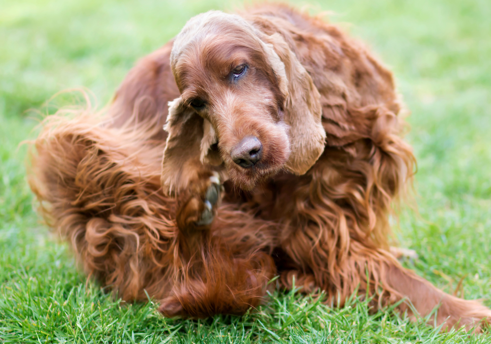 Yeast Infections & When To Go To The Vet