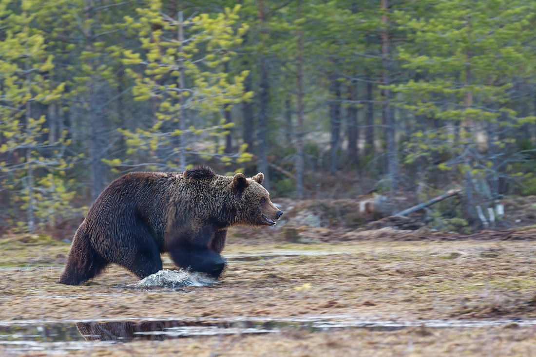 Pet Safety 101: What to Do in Case of a Wildlife Encounter