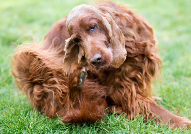 Yeast Infections & When To Go To The Vet – Trail Hound Pet Supply Co.