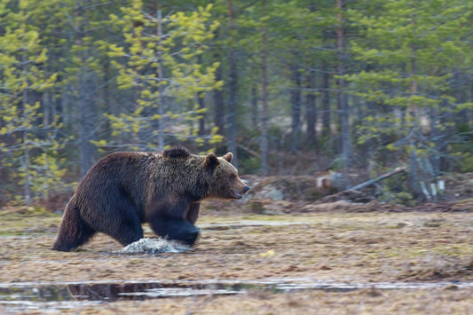 Pet Safety 101: What to Do in Case of a Wildlife Encounter