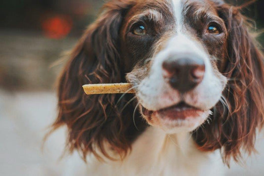 Trail-Friendly Treats: Homemade Snacks for Your Adventure Dog