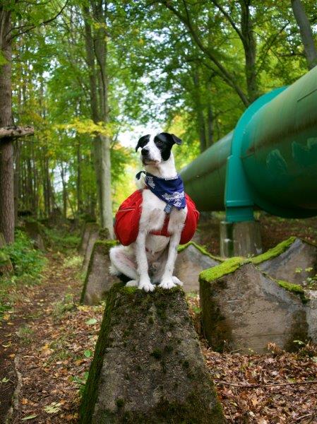 DIY Gear for Your Adventure Dog