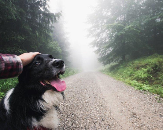 The Benefits of Taking Your Pet on Outdoor Adventures